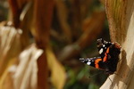 Highslide JS